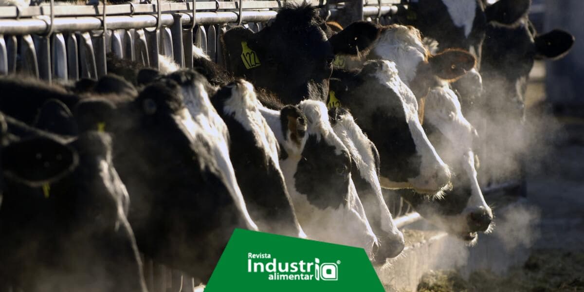 Un nuevo brote de gripe aviar se propaga a más animales de granja en EEUU y afecta la producción de las vacas lecheras Revista Industria Alimentaria